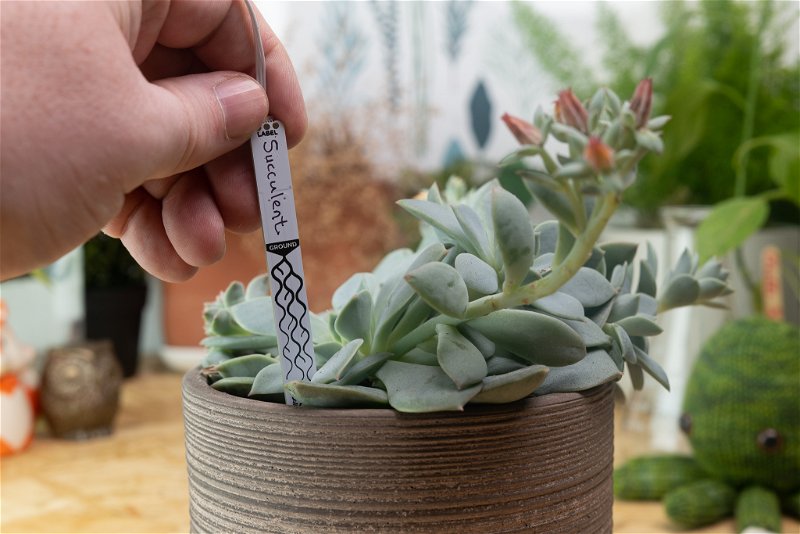 A plant with a handwritten moisture sensor label