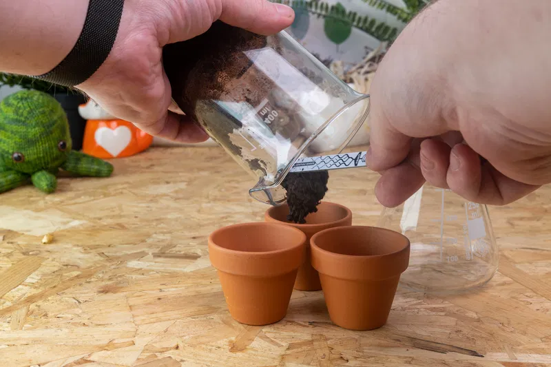 Adding rehydrated soil to plant pots