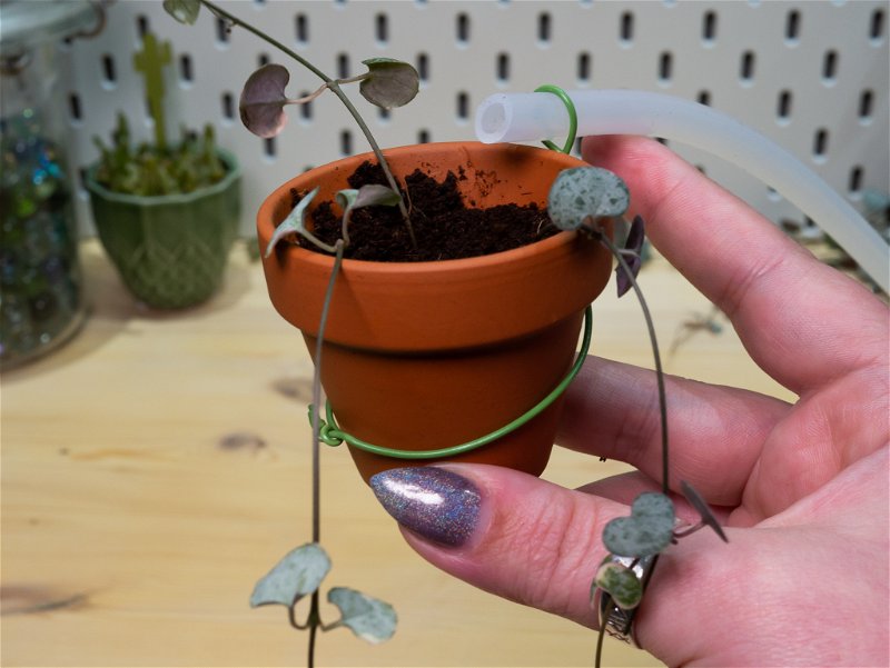 Using the wire to attach the tube to the plant pot