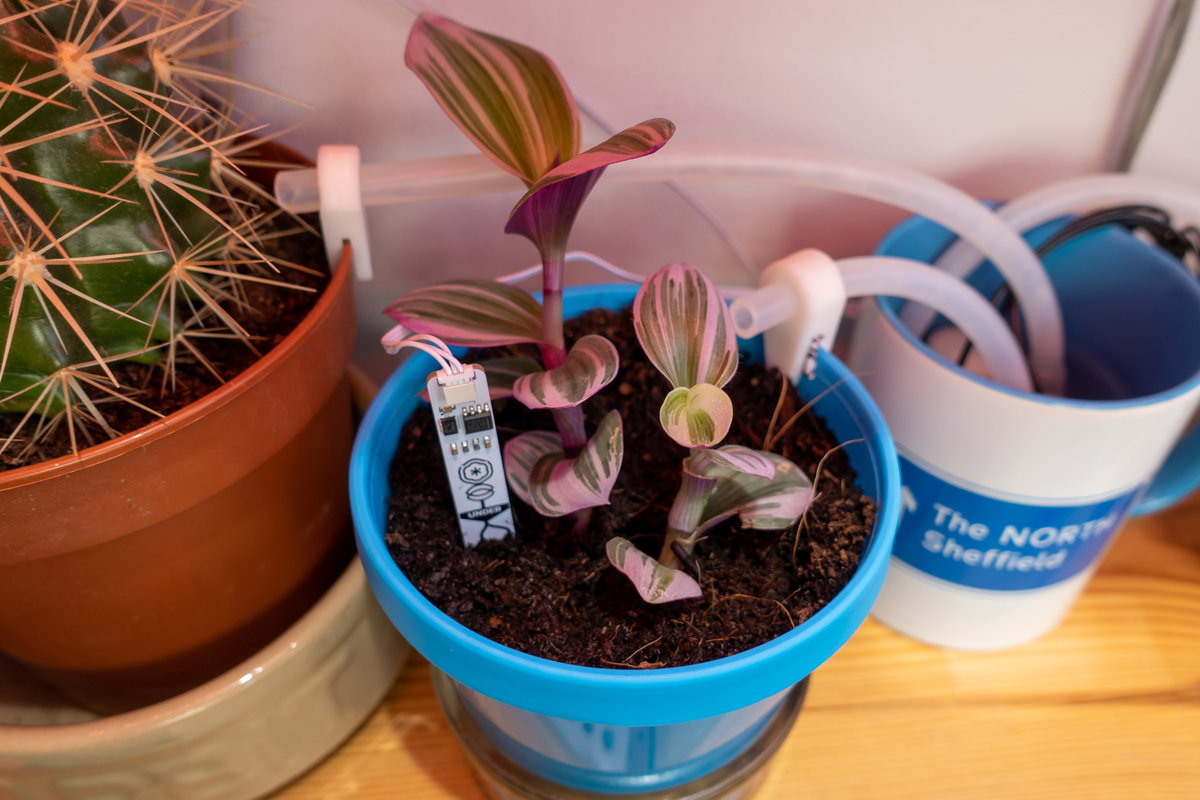 Plant being auto-watered